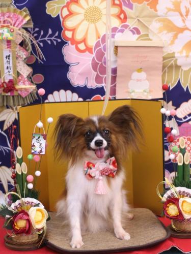 20240106ラナちゃん